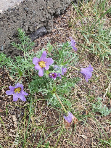 Pulsatilla turczaninovii