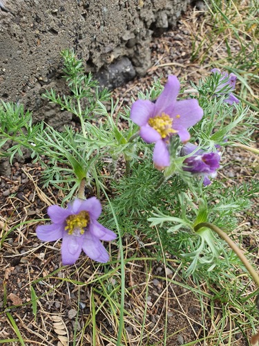 Pulsatilla turczaninovii, photograph 2