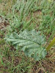 Rheum rhabarbarum, photograph (c) Urgamal Magsar, some rights reserved (CC BY)