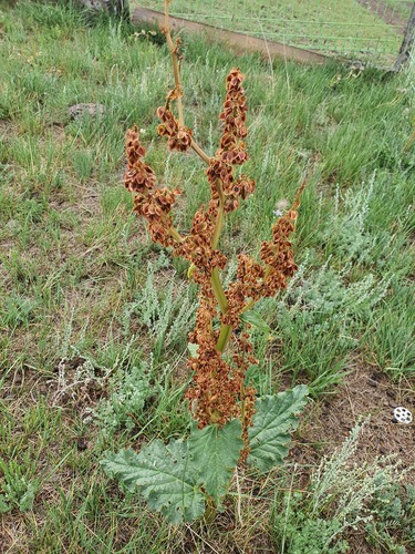 Rheum rhabarbarum, photograph 3