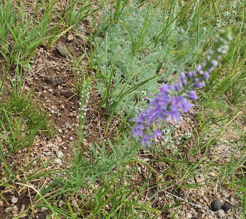 Veronica pinnata, photograph 6