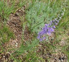Veronica pinnata, photograph (c) Urgamal Magsar, some rights reserved (CC BY)