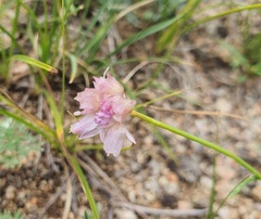 Allium bidentatum, photograph (c) Urgamal Magsar, some rights reserved (CC BY)