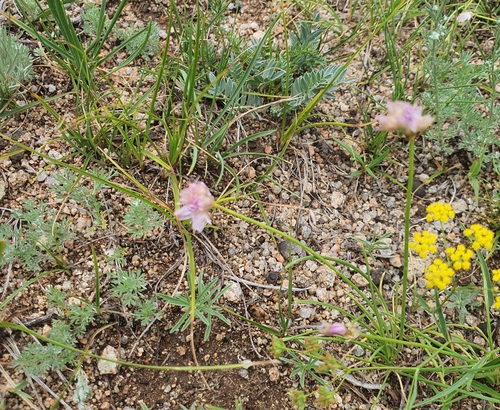 Allium bidentatum, photograph 4