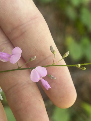panicled ticktrefoil