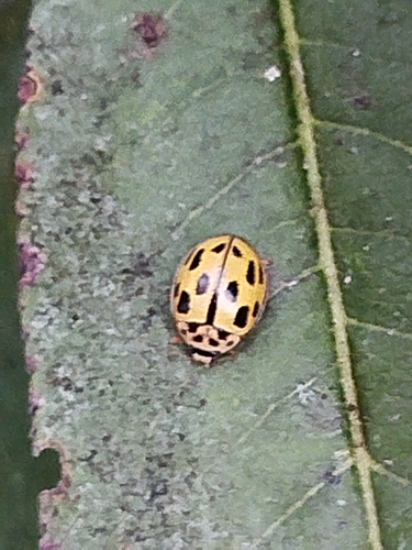 Fourteen-spotted Lady Beetle
