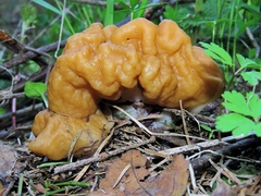 Gyromitra gigas