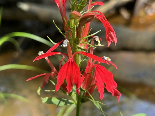 cardinal flower