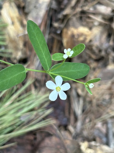 flowering spurge