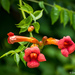 American Trumpet Vine - Photo (c) Gary House, some rights reserved (CC BY-NC), uploaded by Gary House
