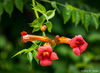 Trumpet Vines - Photo (c) Gary House, some rights reserved (CC BY-NC), uploaded by Gary House