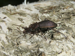 Carabus hummeli