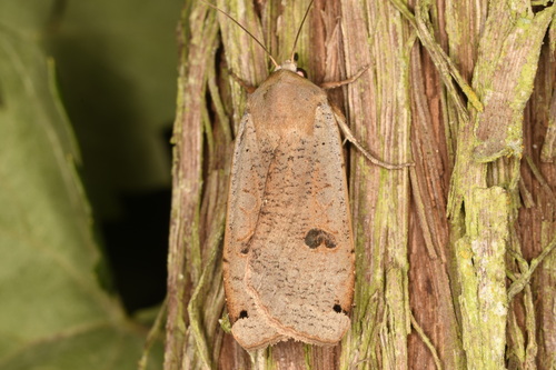 Large Yellow Underwing