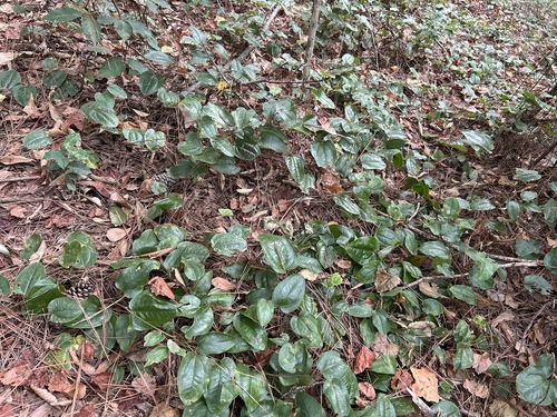 sarsaparilla vine
