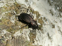 Carabus hummeli