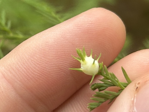 Cypress Twig Gall Midge