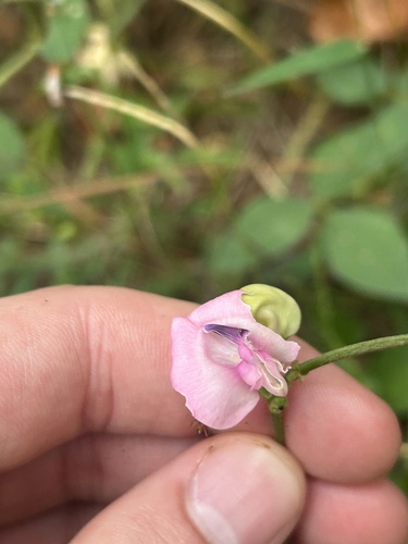 perennial wooly bean