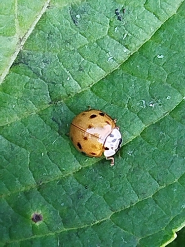 Asian Lady Beetle