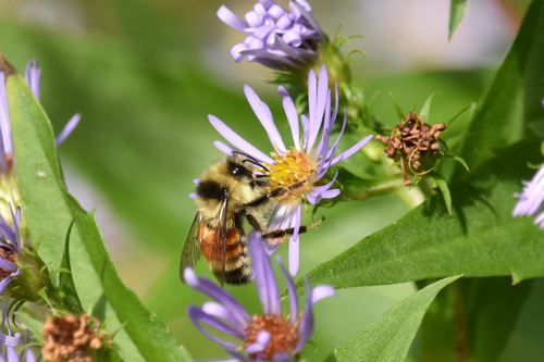 Tricolored Bumble Bee