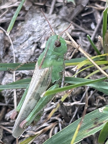 Dusky Grasshopper