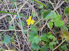 Goodenia rotundifolia, photograph (c) Mark Clarke, some rights reserved (CC BY)