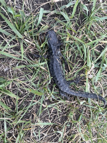 Western Tiger Salamander
