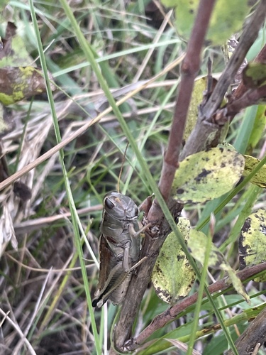 Two-striped Grasshopper
