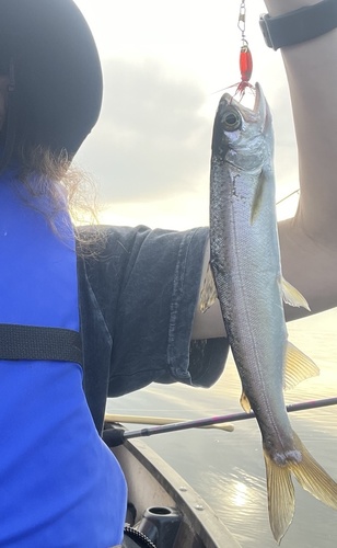 Coho Salmon
