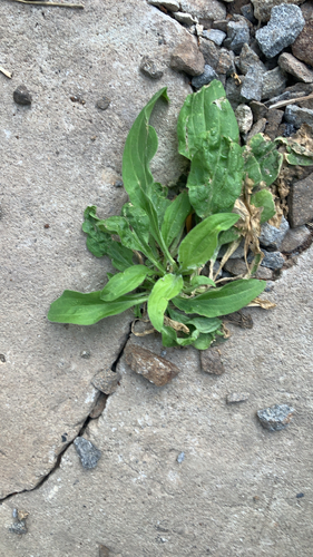 greater plantain