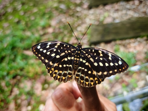 Common Archduke