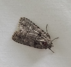 Acronicta retardata