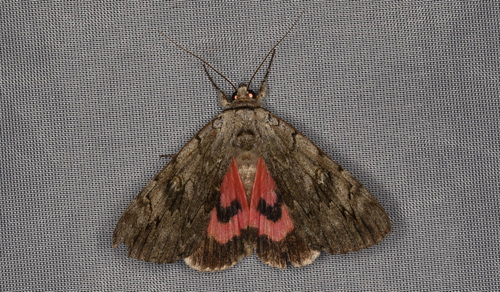 Rosy Underwing