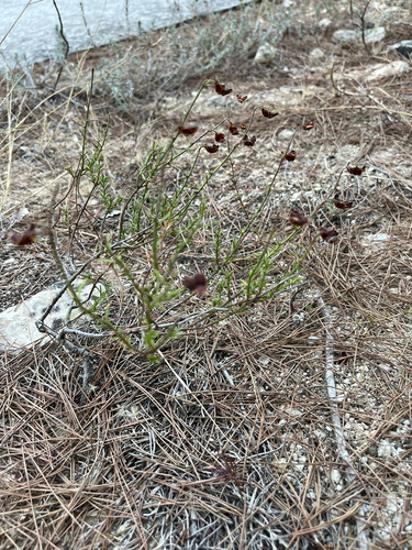 Fumana scoparia