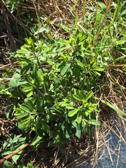Baptisia tinctoria