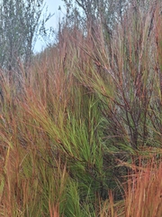 Dracophyllum filifolium, photograph (c) Oscar Dove, some rights reserved (CC BY)