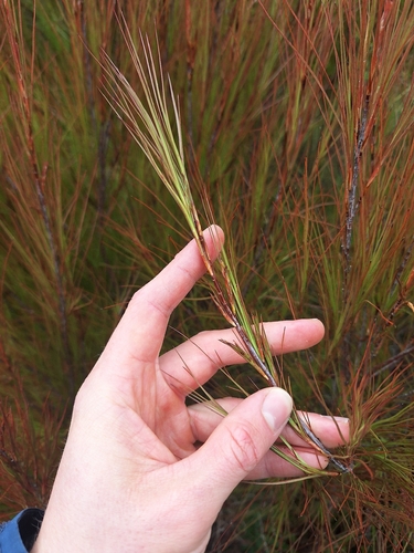 Dracophyllum filifolium, photograph 6