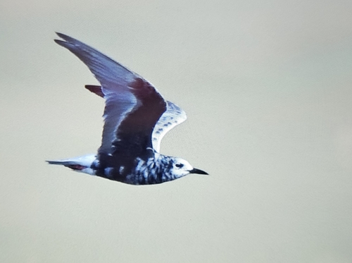 iNaturalist image
