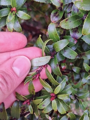 Gaultheria rupestris, photograph (c) Oscar Dove, some rights reserved (CC BY)
