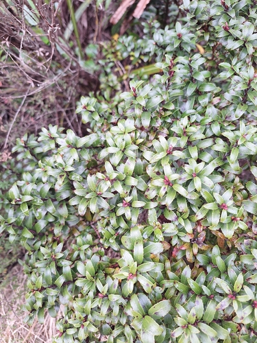 Gaultheria rupestris, photograph 5