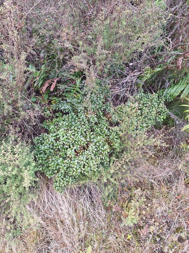 Gaultheria rupestris, photograph 6