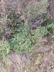Gaultheria rupestris, photograph (c) Oscar Dove, some rights reserved (CC BY)