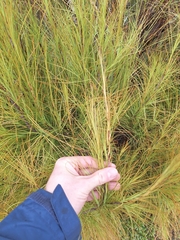 Dracophyllum filifolium, photograph (c) Oscar Dove, some rights reserved (CC BY)