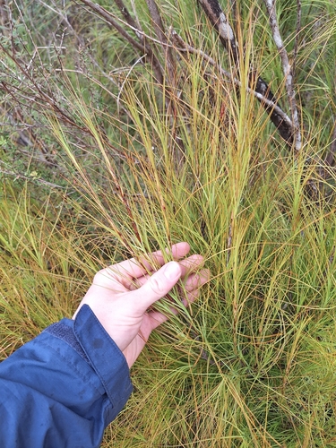 Dracophyllum filifolium, photograph 3