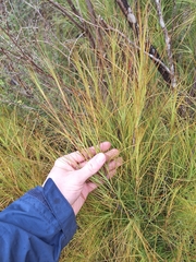 Dracophyllum filifolium, photograph (c) Oscar Dove, some rights reserved (CC BY)