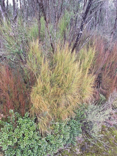 Dracophyllum filifolium, photograph 4