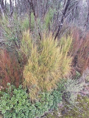 Dracophyllum filifolium, photograph (c) Oscar Dove, some rights reserved (CC BY)