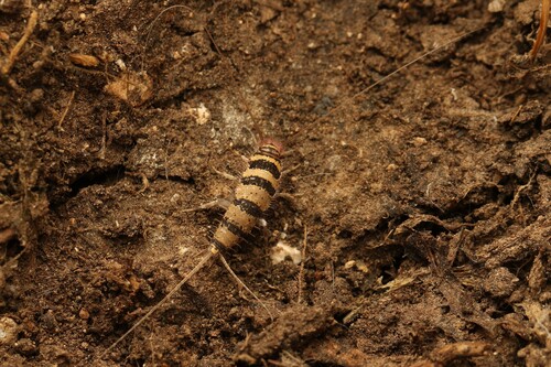 Egyptian Firebrat photo 5