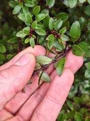 Gaultheria rupestris