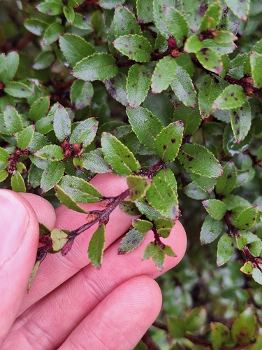 Gaultheria rupestris, photograph 2