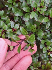 Gaultheria rupestris, photograph (c) Oscar Dove, some rights reserved (CC BY)